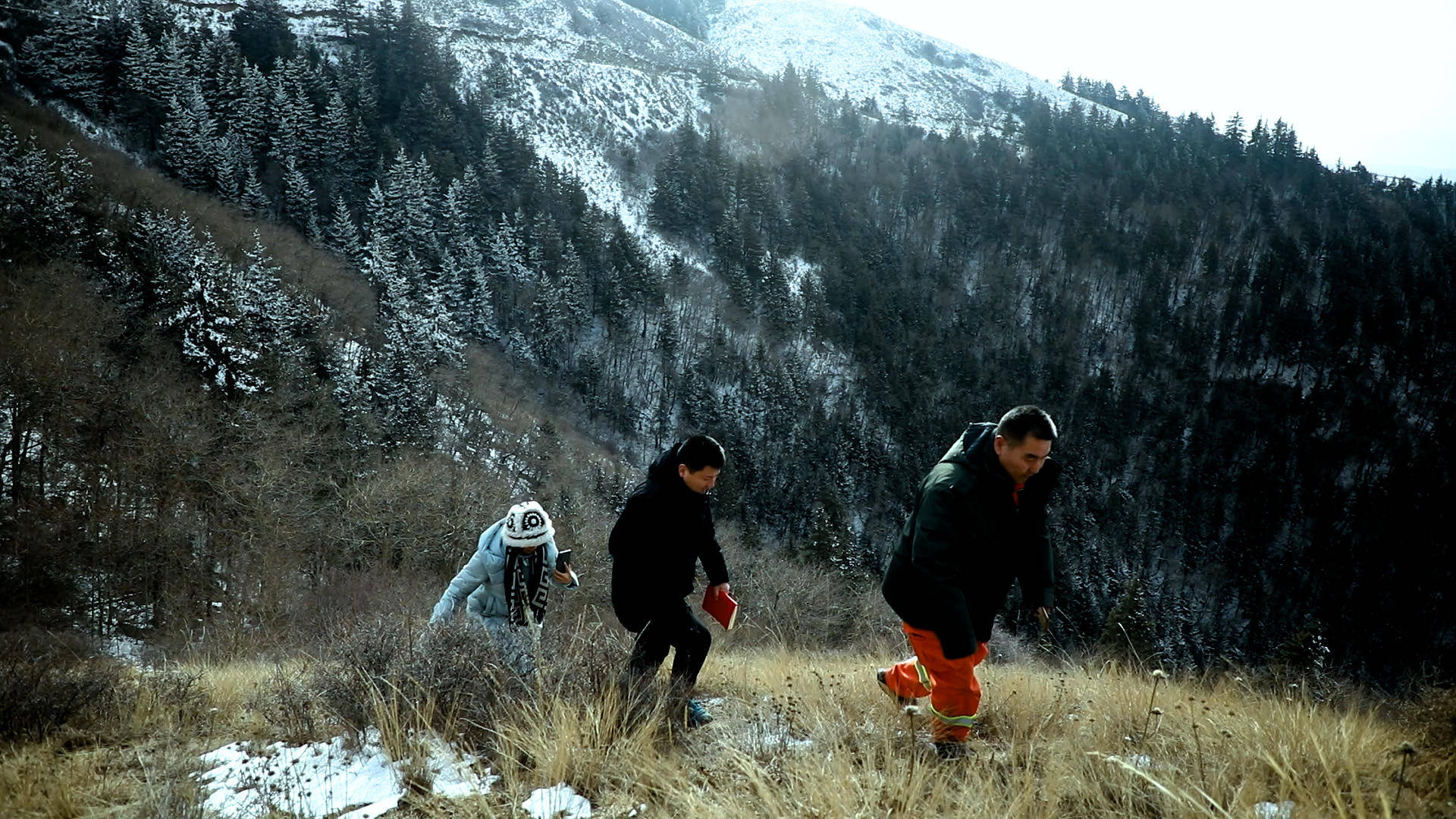 重磅策划·三山里的精灵⑤ | 寻"隐者"不遇——罗山豹猫追踪记_施兴文