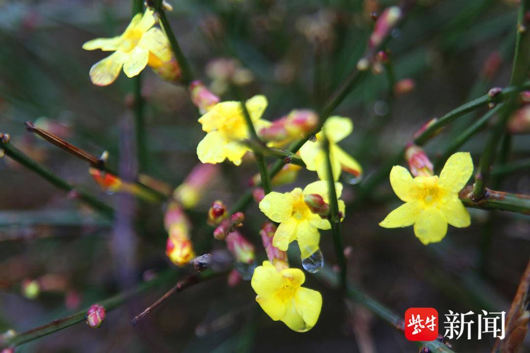 【视频】南京宝塔桥公园里,迎春花提早绽放娇艳无比_市民_时令_变化