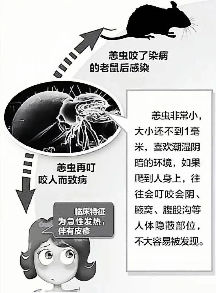 家中年货已备齐,小心"老鼠爱大米"_传播_cm_疾病