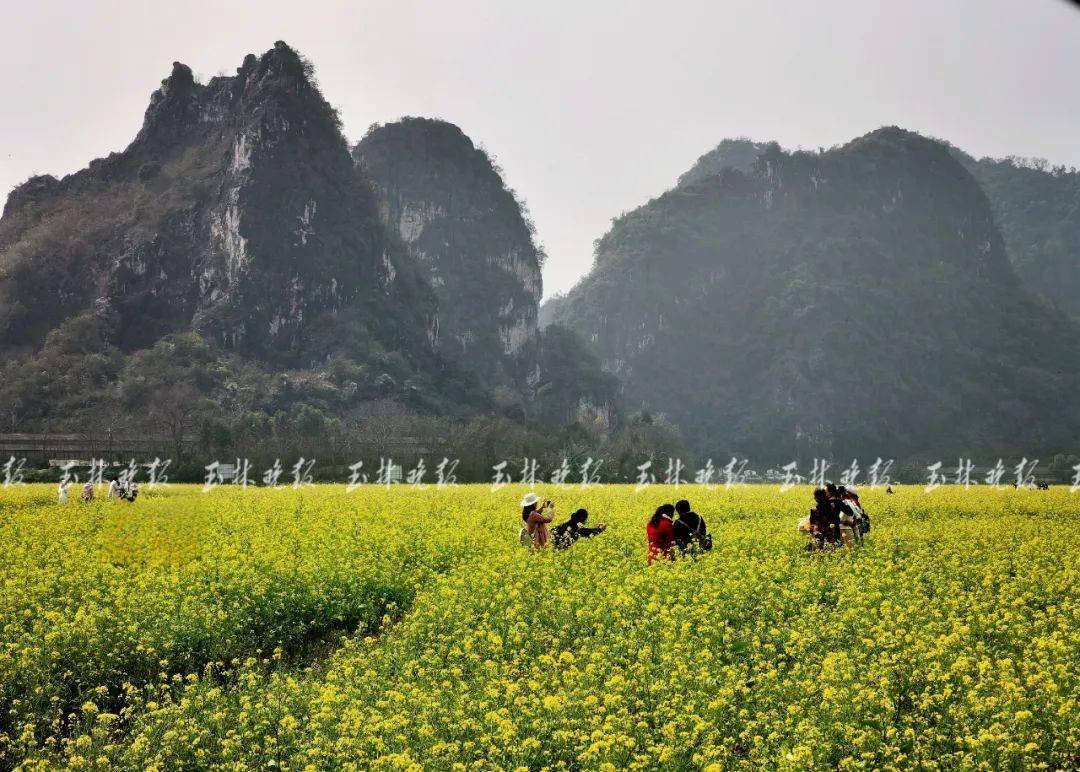 這份賞花地圖,帶你尋覓最美花海～_玉林_興業縣_文化