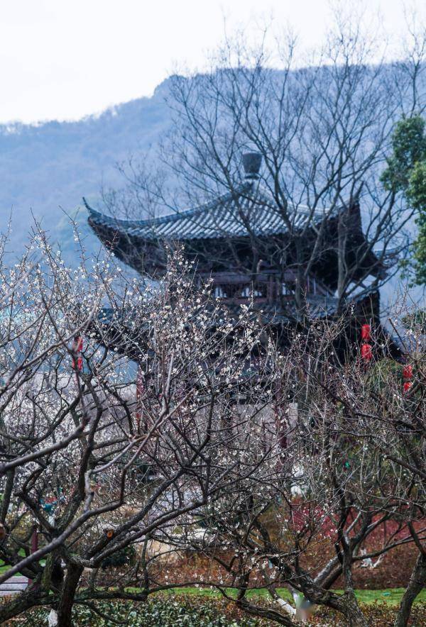 2月8日,游客在超山风景名胜区梅园里拍照留影.