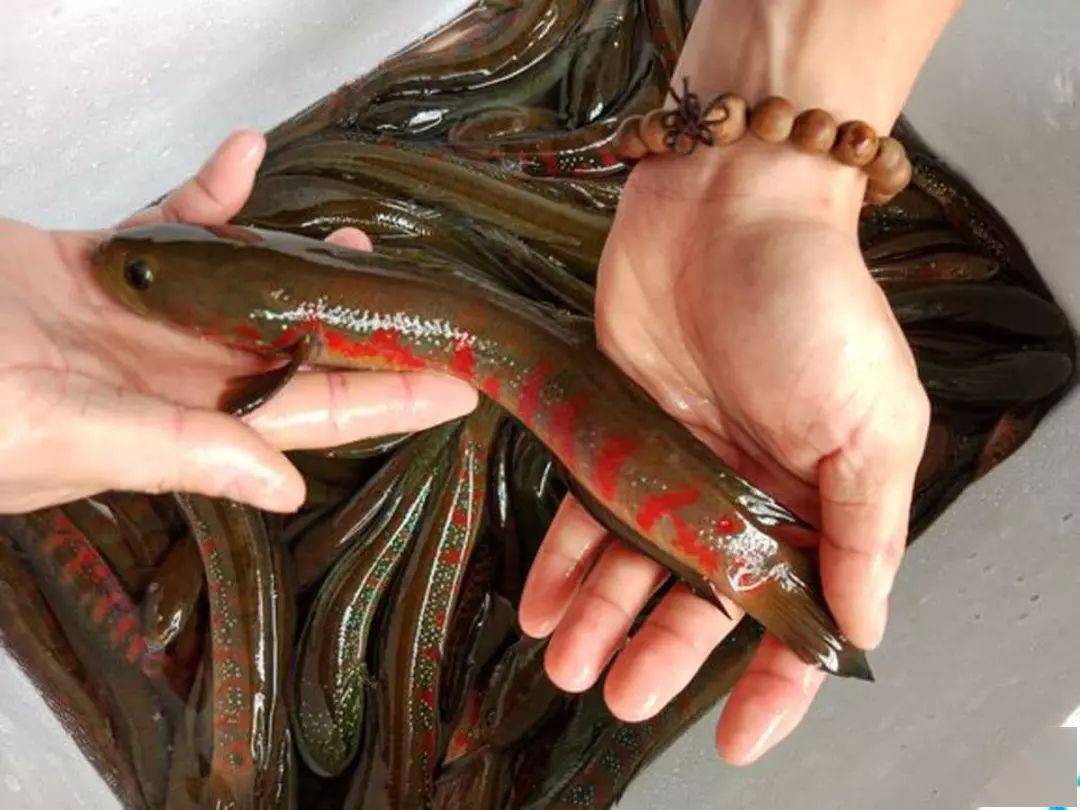 它头圆如蛇,口大牙利,在广西山区被称做鱼中珍品的七星鱼