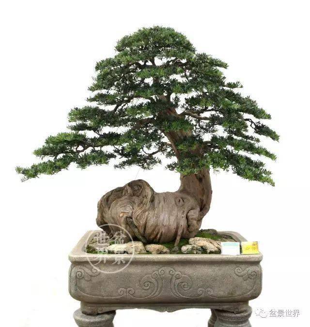 盆景 盆栽 植物 640_673