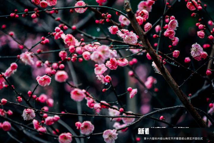 2月6日上午,第十六届杭州超山梅花节开幕暨超山风景名胜区开园仪式