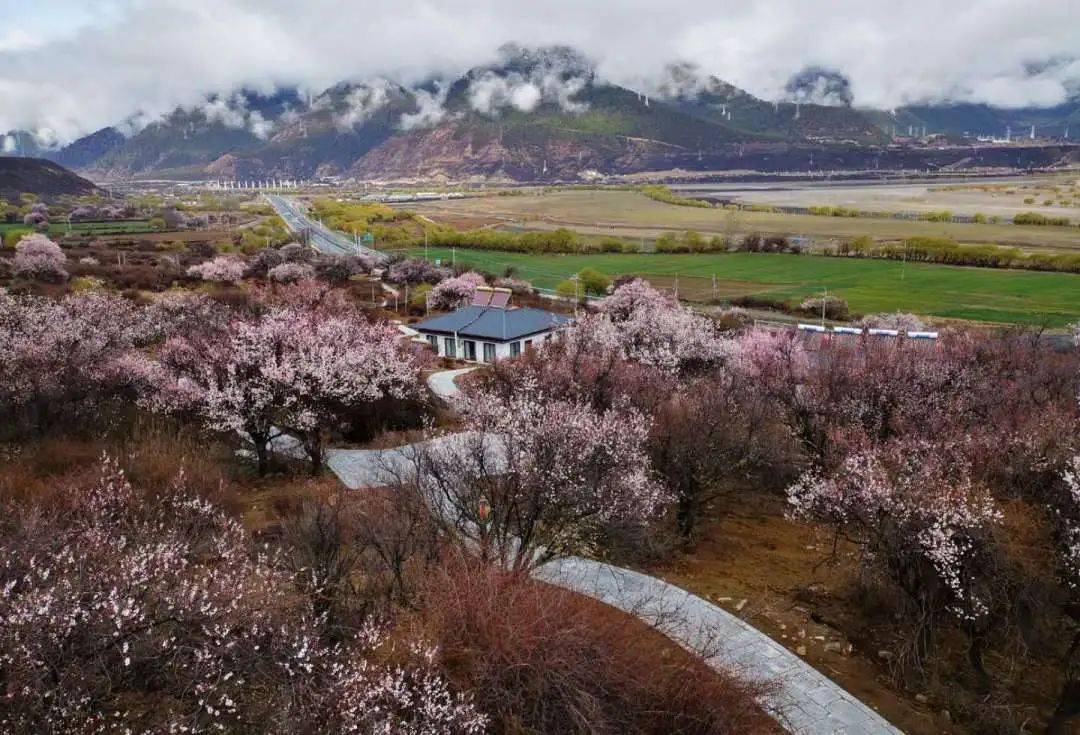 2024【藏地花开-川藏南线】金川梨花中路藏寨措普沟