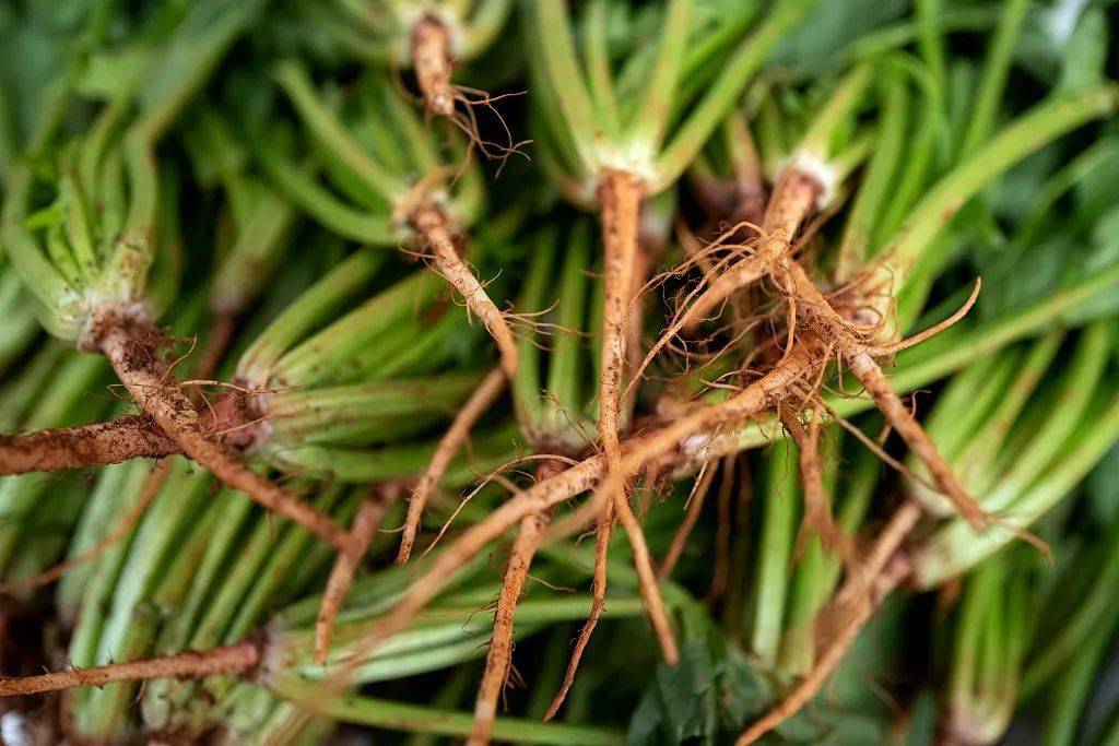 壁纸 草 绿色 植物 桌面 1024_683