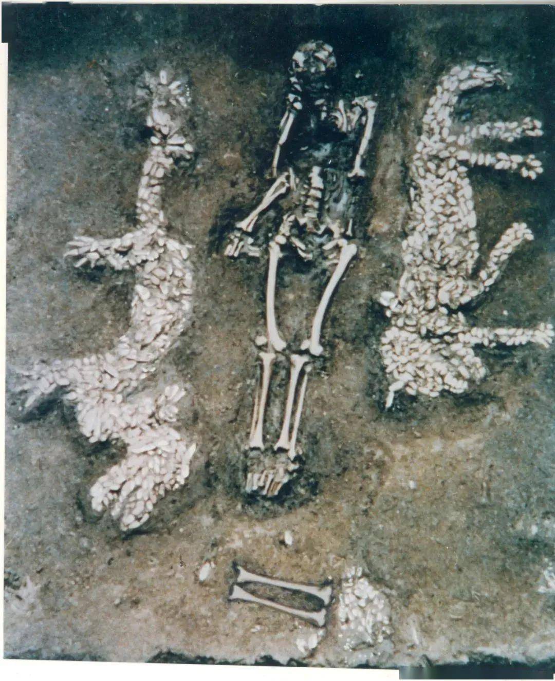 图为藏于中国国家博物馆,出土于河南濮阳西水坡的龙虎北斗图,断代为约