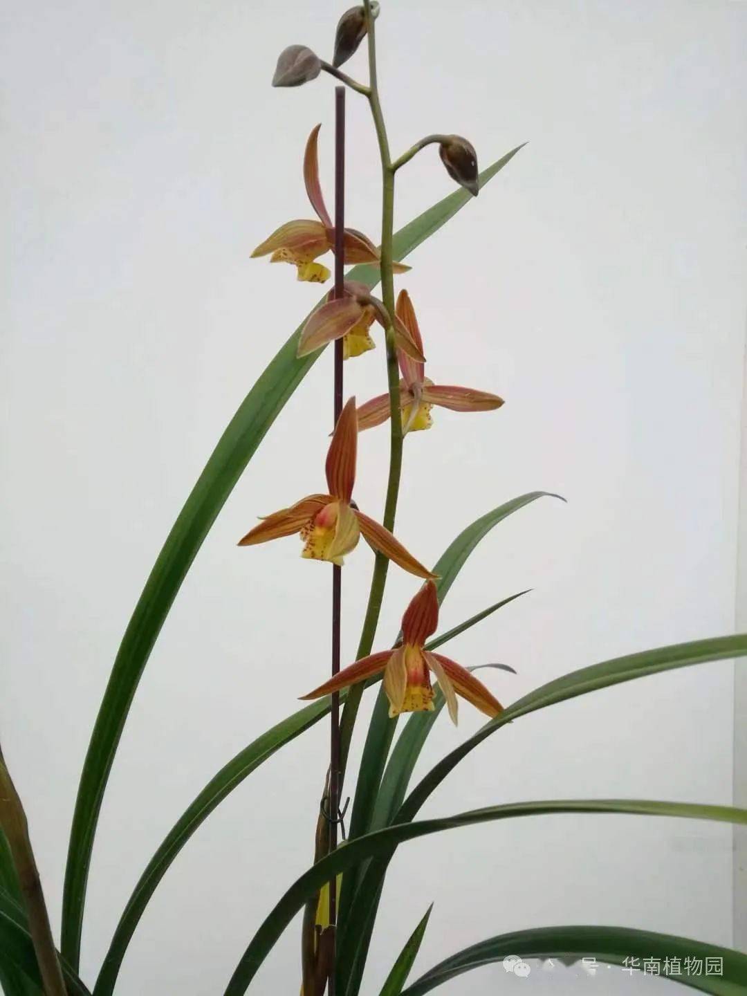 这些新品国兰花大,观赏期长,既可工厂化繁殖,又可分株繁殖,价格实惠