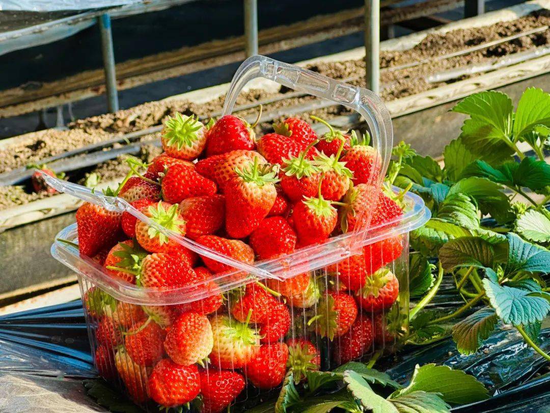 在位于兴寿镇的北京天润园草莓专业合作社和位于南口镇的红泥乐农场
