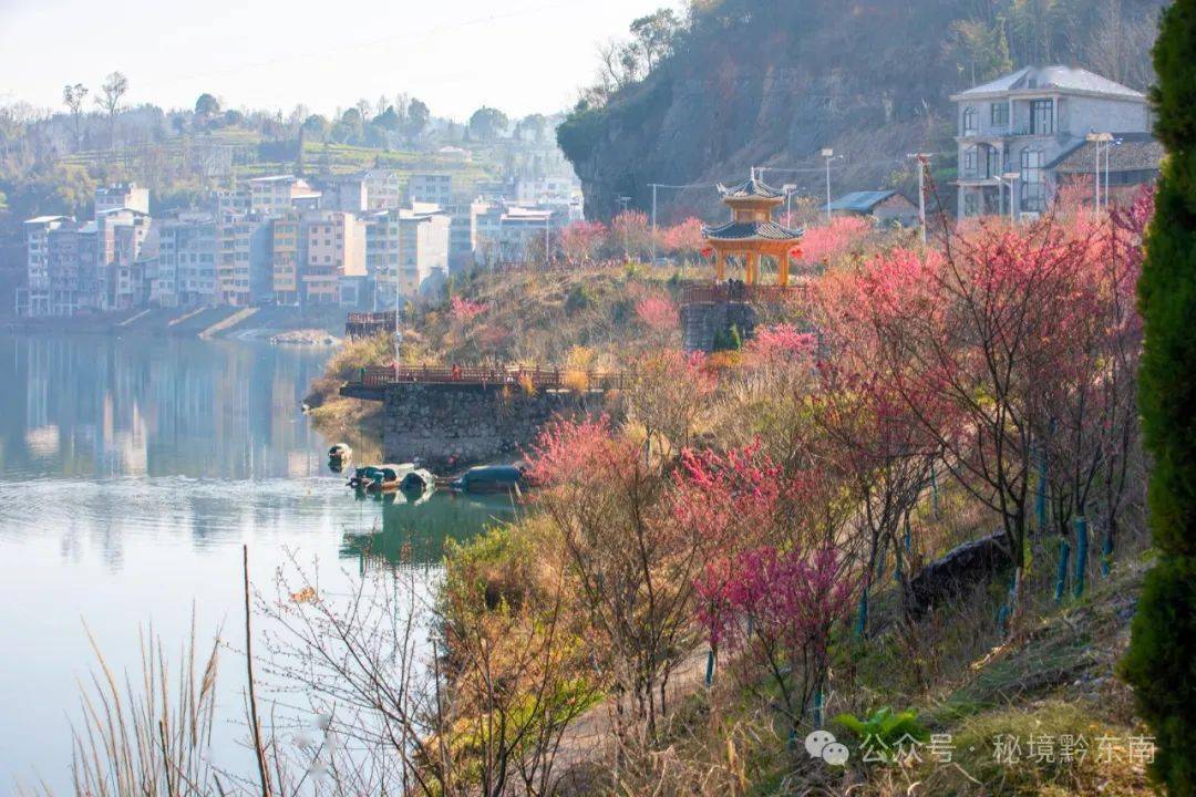 天柱县白市镇:绯樱满枝头 游客踏春来67_辞兵_建设_兵洲