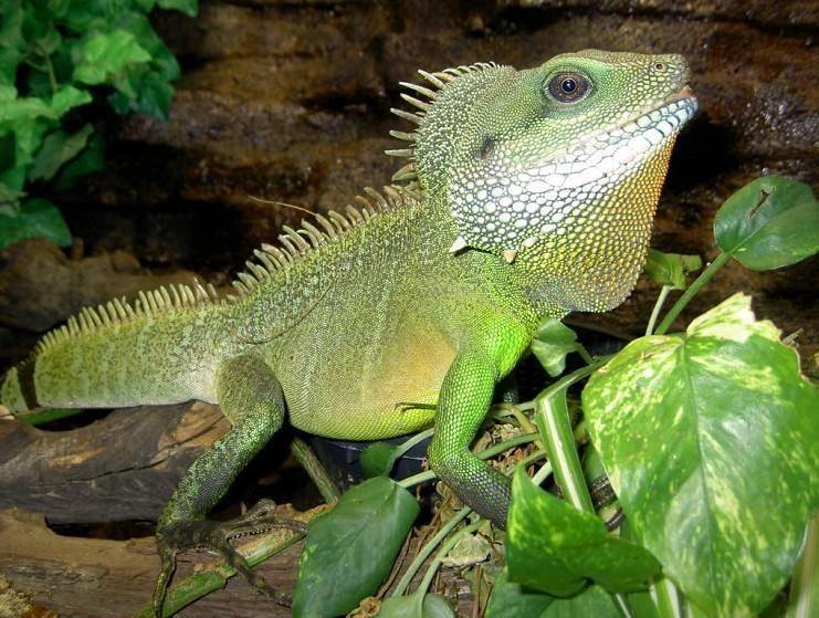 壁纸 动物 蜥 蜥蜴 741_559