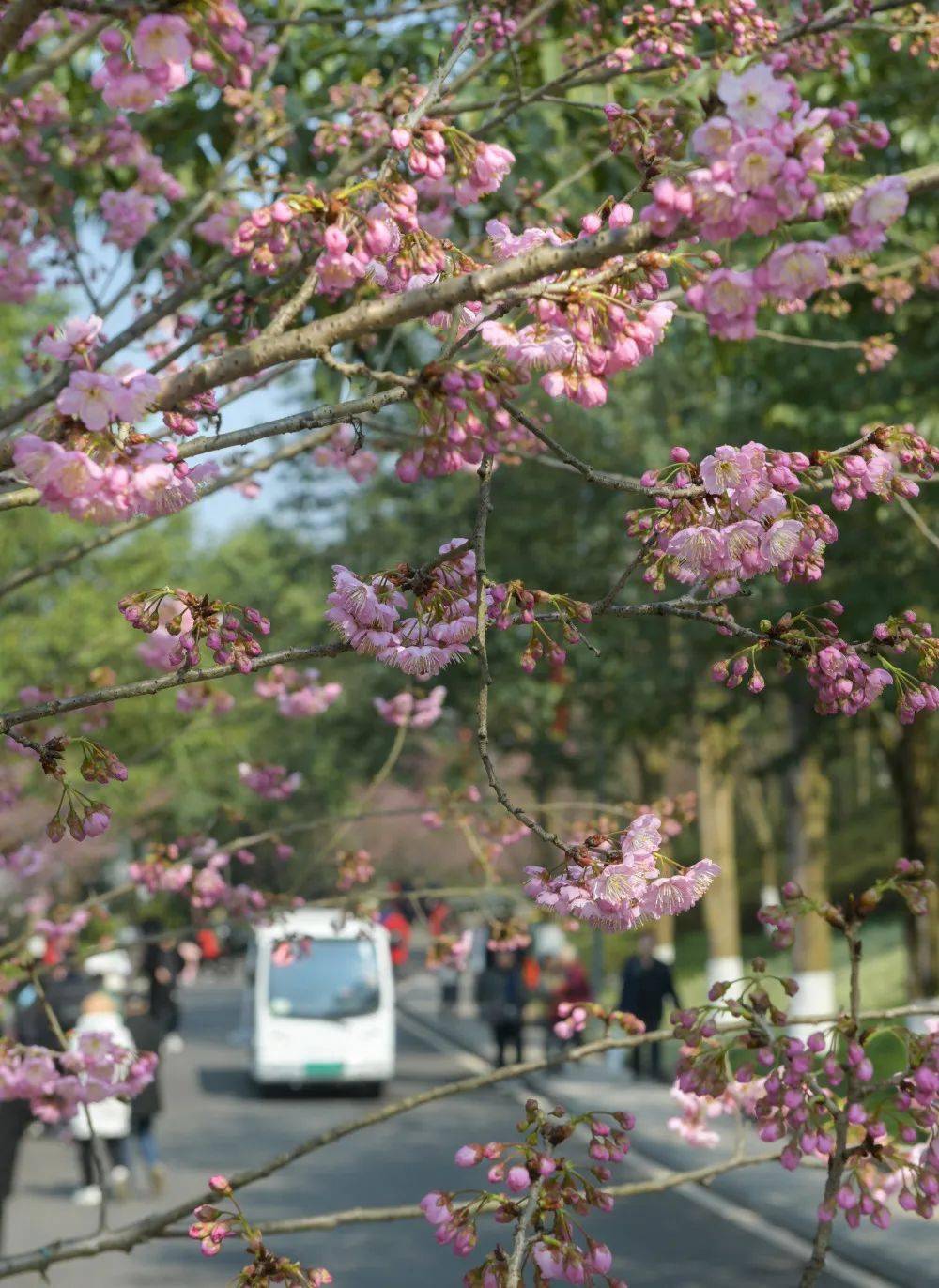 重庆园博园樱花大道图片