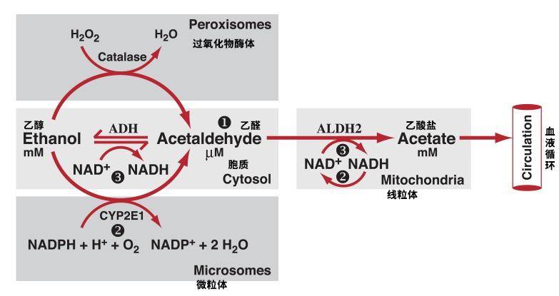 春节,送你一个优雅拒绝喝酒的理由(不是头孢)_酒精__