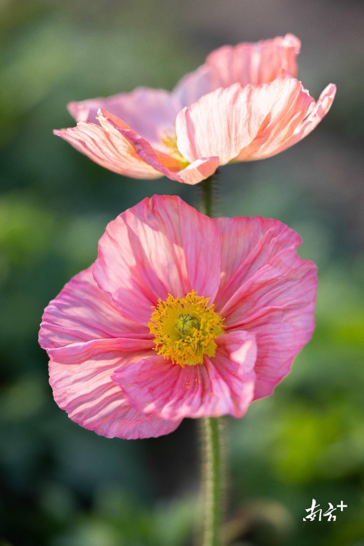 春节赏花攻略!广州8000平方米虞美人花海就藏在这里