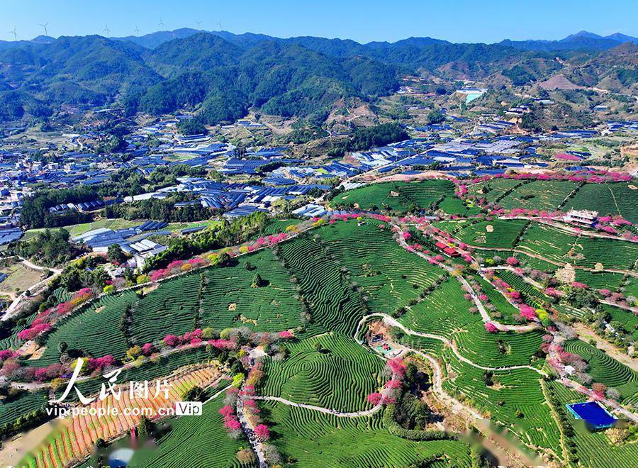 2024年2月13日,福建省龙岩市漳平市永福镇后孟村,樱花烂漫.