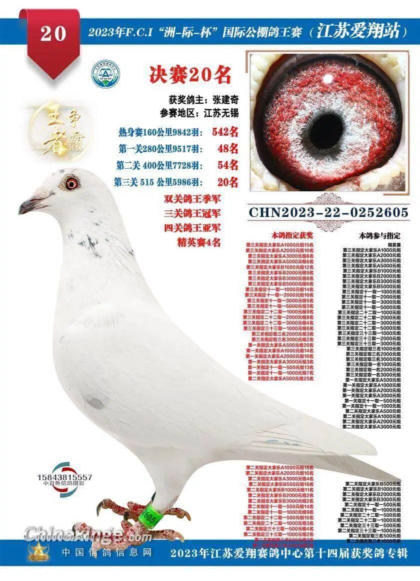 江苏爱翔赛鸽公棚2023年秋赛飞出了一羽"白袍小将",是张建奇的一羽环