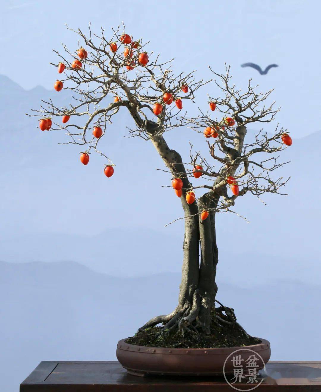 双杆老鸦柿盆景设计图片