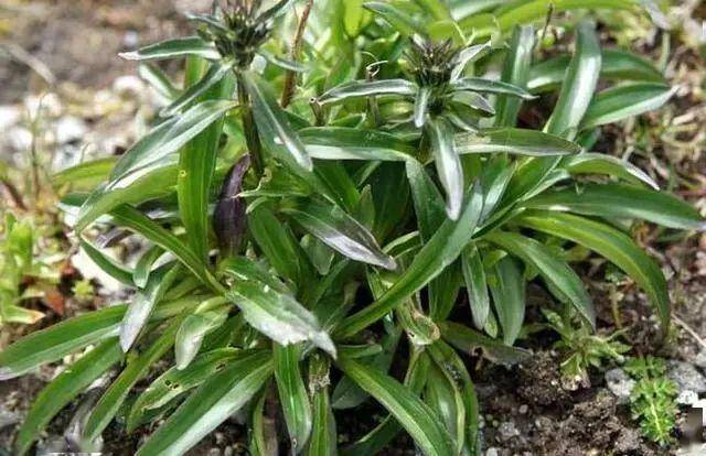 科普:植物界的"龙"_龙游梅_龙眼_品种