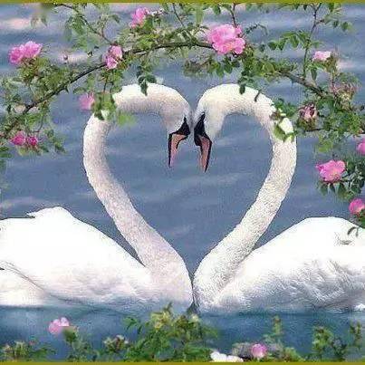 浓浓,相伴相随,红花绿草信誓旦旦,相辅相成,我与你爱意诚诚,相亲相爱