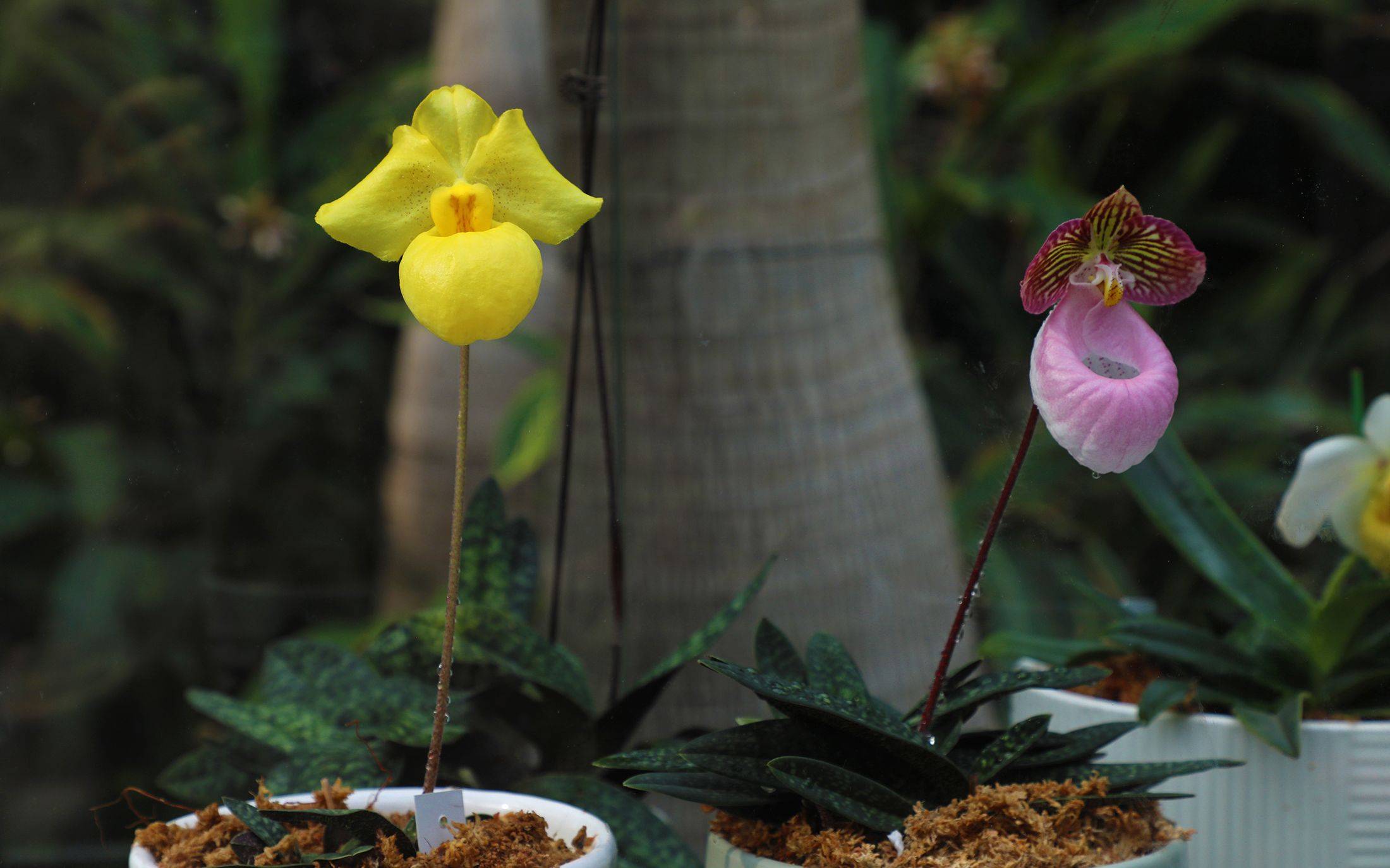 壁纸 花 桌面 2200_1374