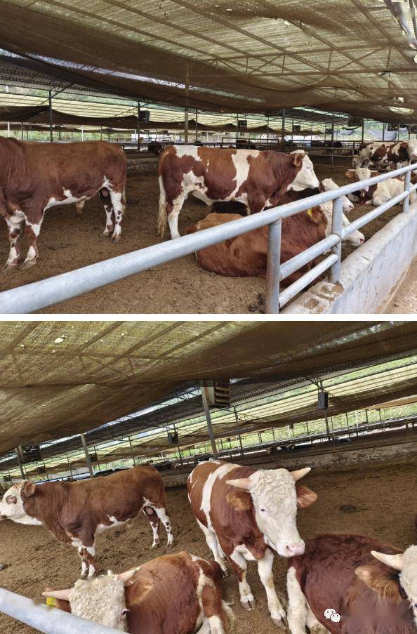 【视频】非常值得广泛运用的发酵床养牛,即解决牛场环境问题且省人工