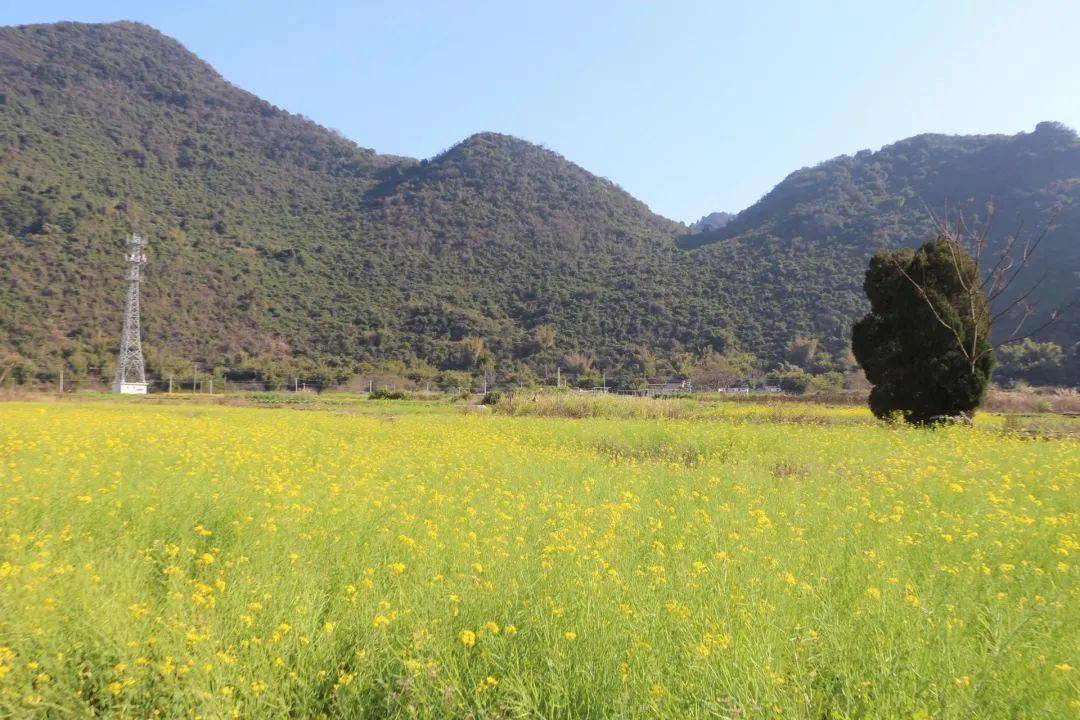 【新春走基层】连平县陂头镇:乡村振兴展新颜 美丽