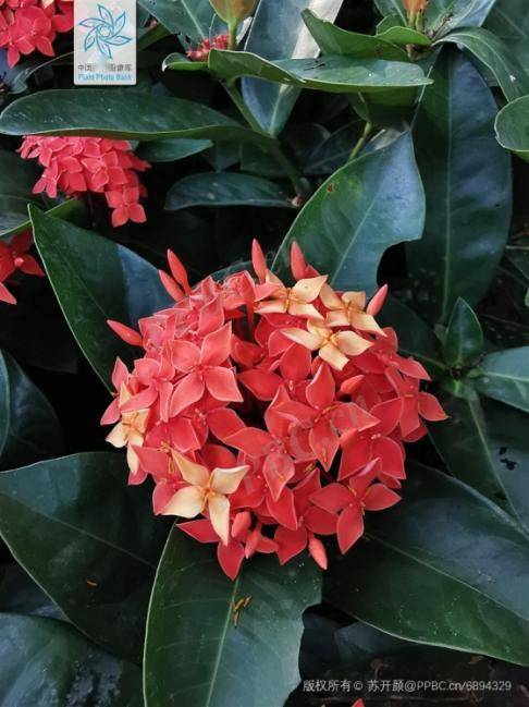 龙年说龙|龙吐珠,龙牙花,龙船花……这些"龙"姓植物你认识吗?