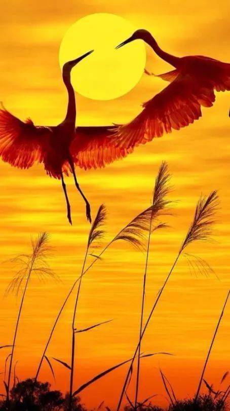 大年初五,68只长寿仙鹤送给你!见者得福~_福如东海_年