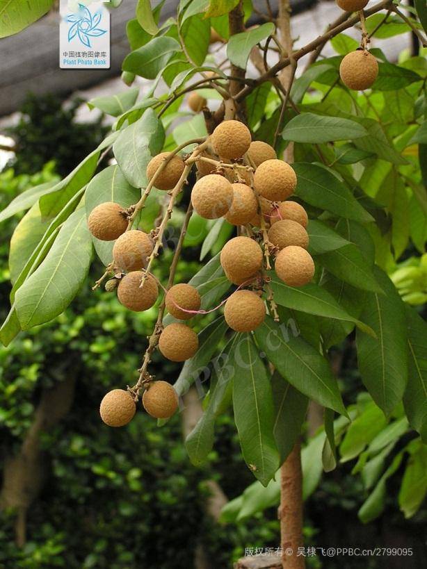 龙年说龙|龙吐珠,龙牙花,龙船花……这些"龙"姓植物你