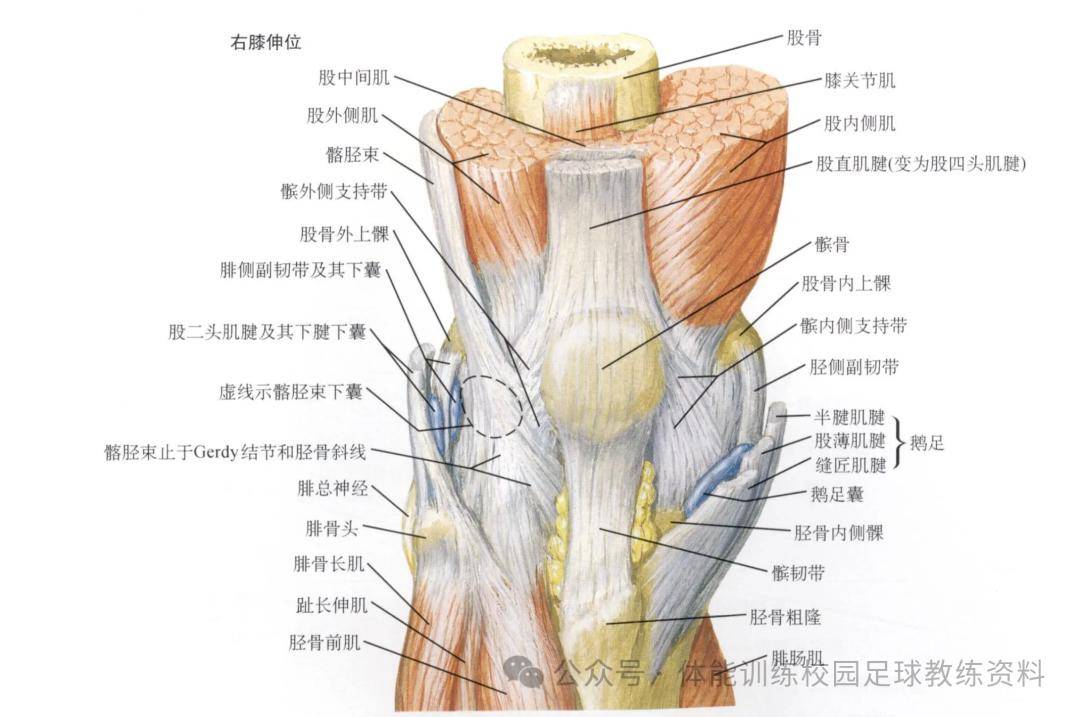 前交叉韧带示意图图片