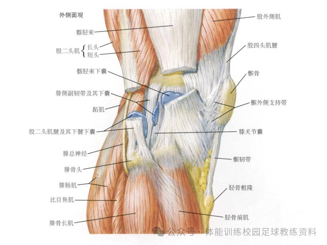 前交叉韧带示意图图片