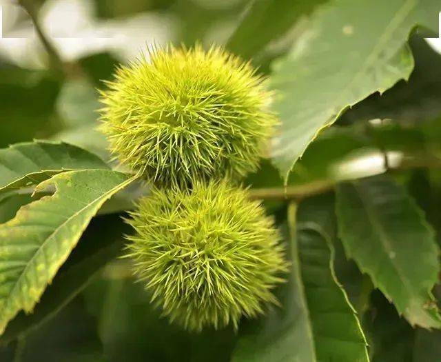 壁纸 花 桌面 640_525