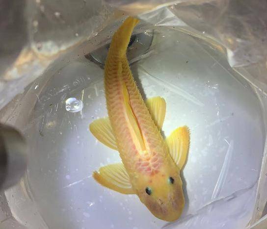 浙江男子烧钱爱好,一条鱼价值300万!有人因此