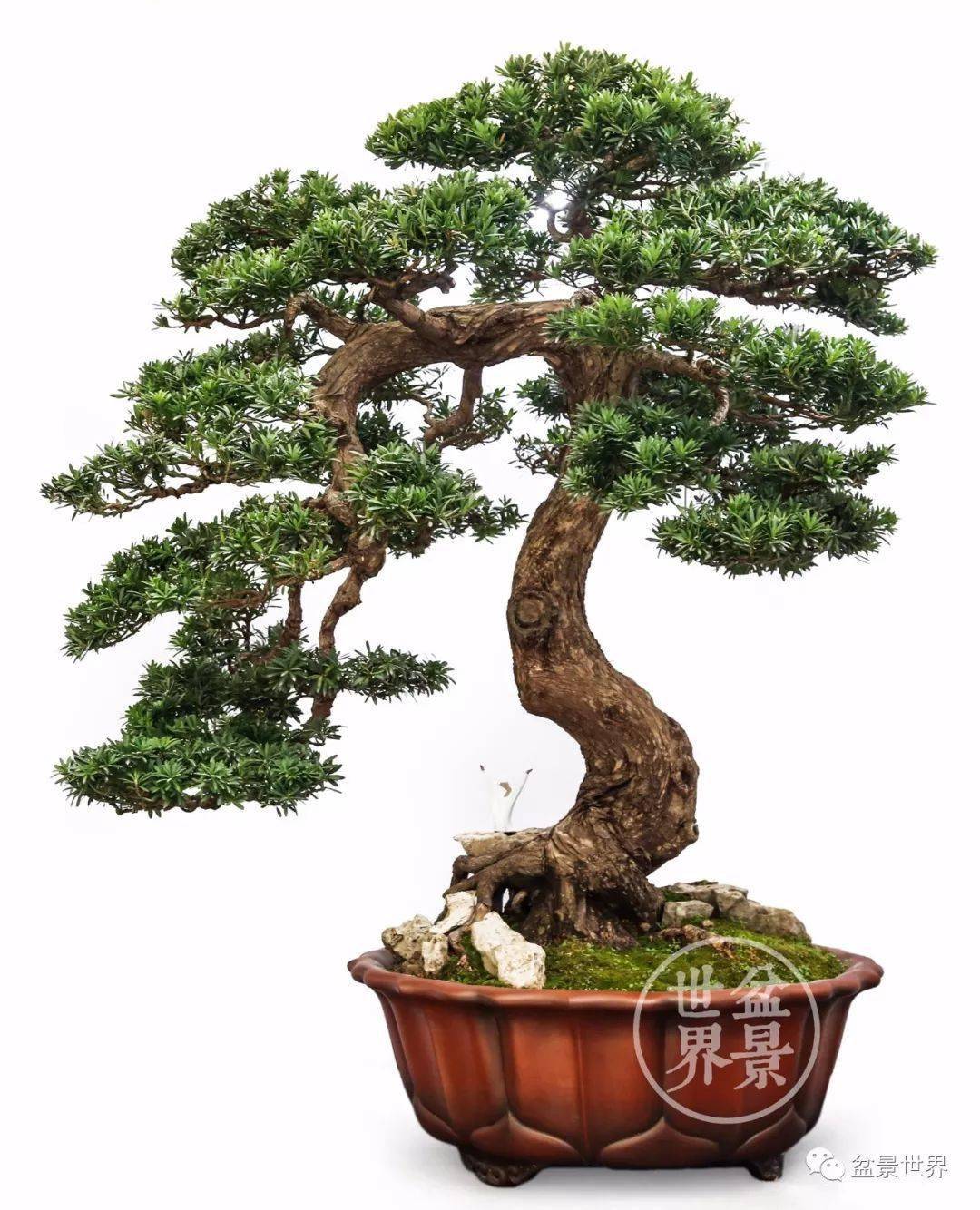 镇宅辟邪_cm_作品_罗汉松