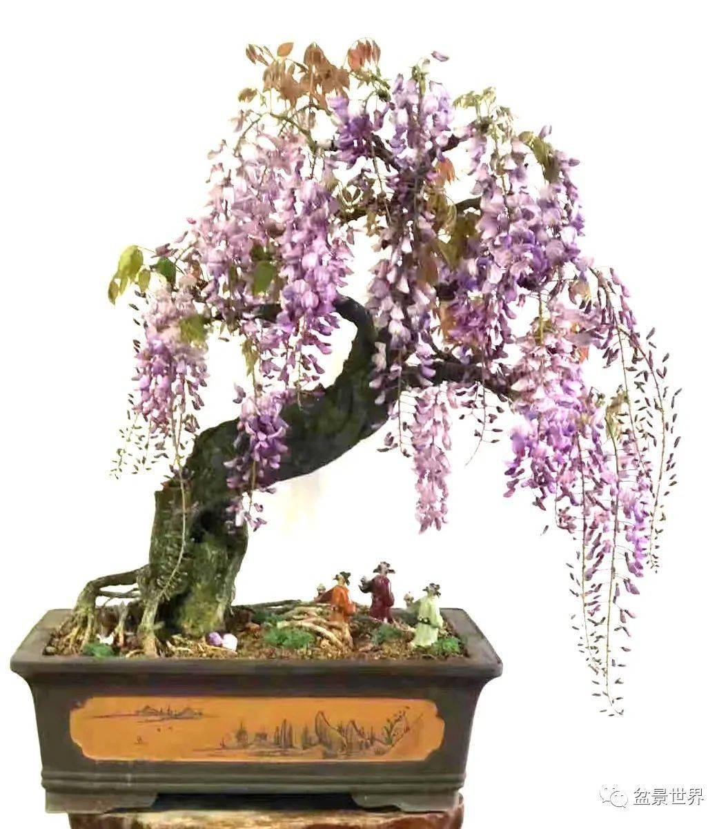 紫气东来福满堂_作品_cm_紫藤