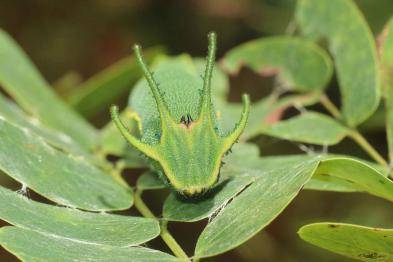 背景 壁纸 昆虫 绿色 绿叶 树叶 植物 桌面 393_262