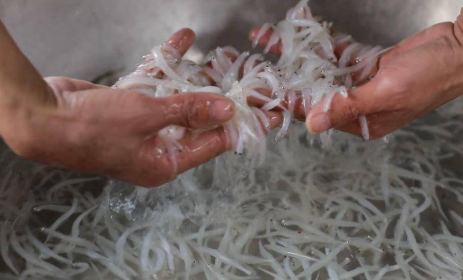 以上,一天捕鱼量多的时候可达到200-300斤,银鱼价格通常在70元上下,一