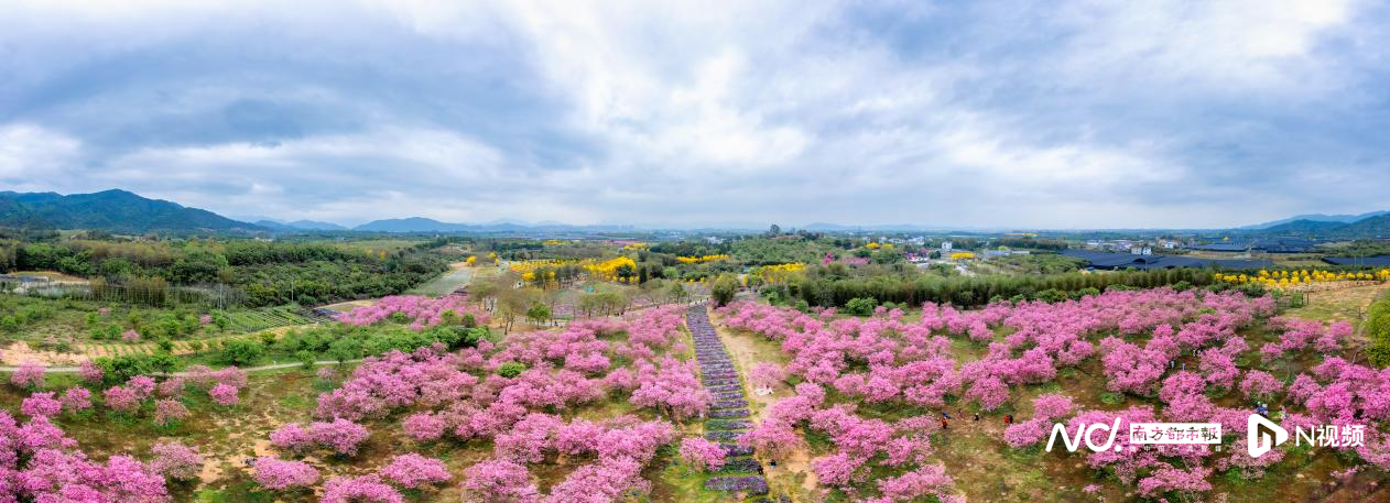 从化流溪河国家森林公园(流溪香雪)——石门国家森林公园——锦洞桃花