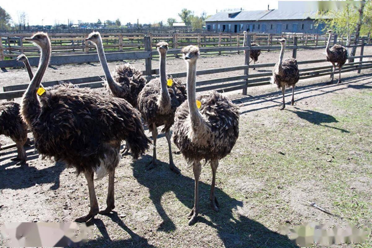鸵鸟怎么养殖吃什么_繁殖_生活_习性