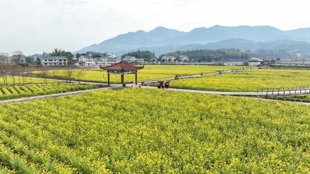 网络中国节·春节 | "福"见建宁:又是油菜花开时 我在