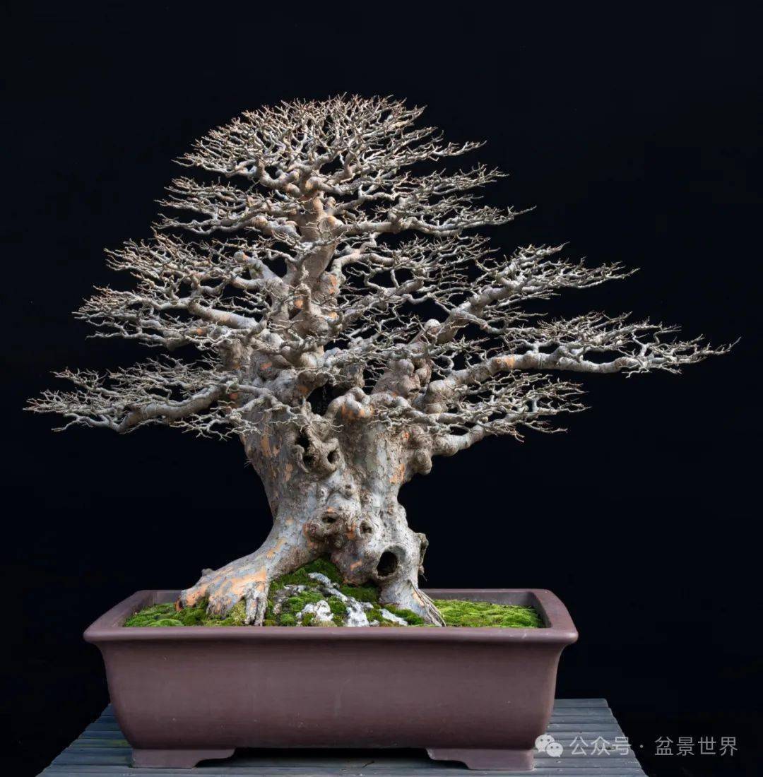 映山红盆景高手_楼建甫_作品_榆树