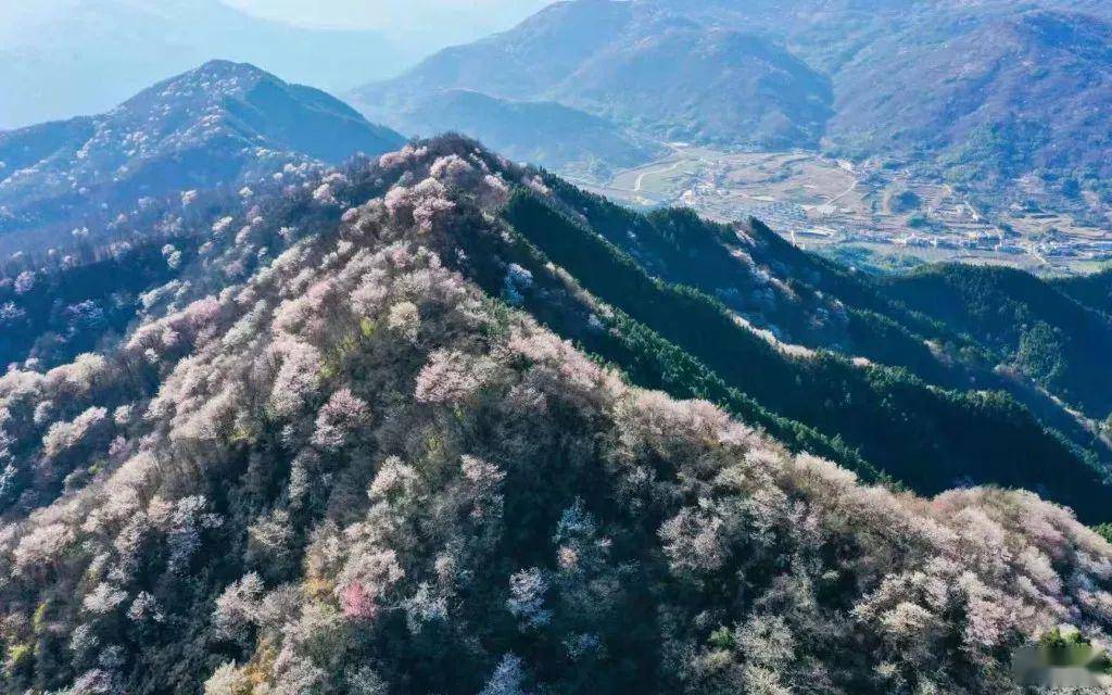 赏花点:金寨铁冲乡杜鹃岭,马鬃岭景区,吴家店黄狮寨,吴家店太平山