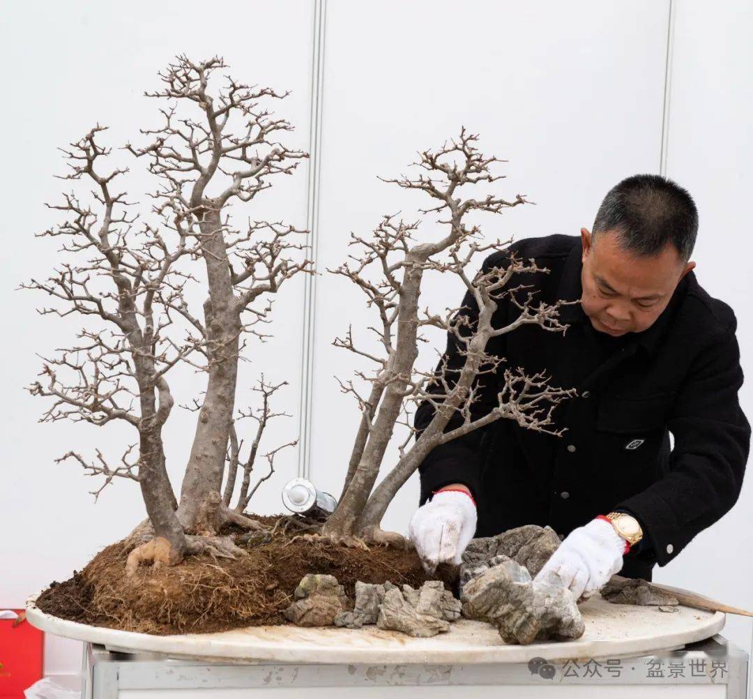 映山红盆景高手_楼建甫_作品_榆树