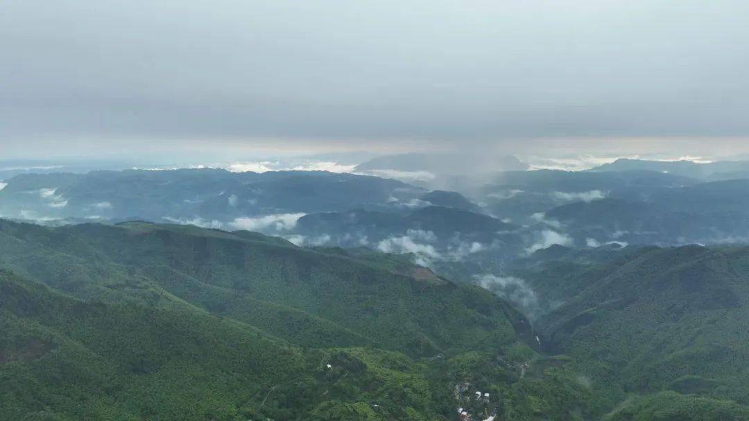 【与鸟邂逅(25)】红喉姬鹟:大山里活泼的"小土豆"