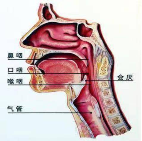 喉咙气管图片结构图图片
