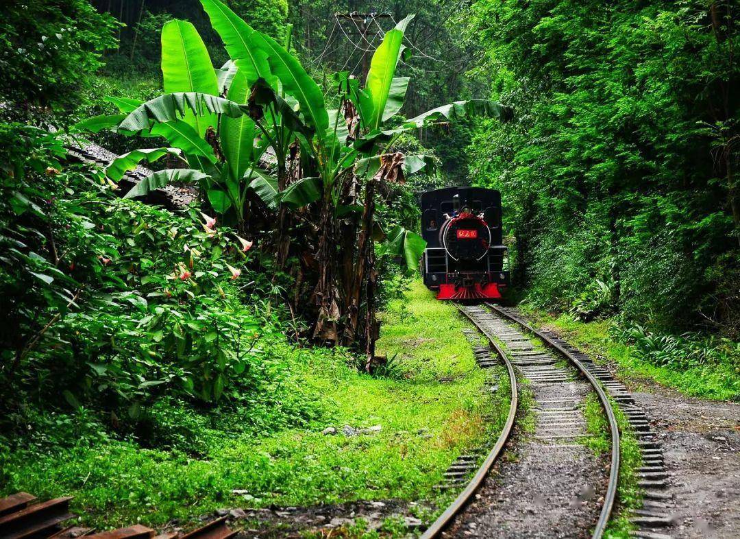 开往春天的嘉阳小火车_生活_犍为_油菜花