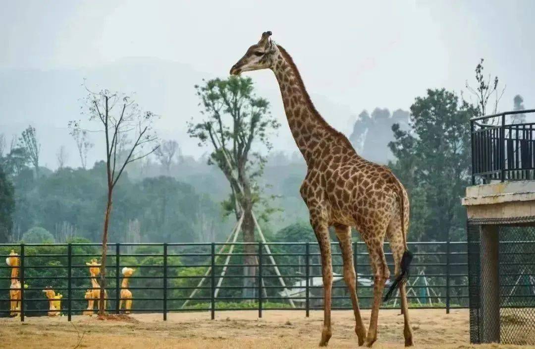 龙年春节,萍乡的精彩活动你都打卡了哪些?_游客_表演_传统