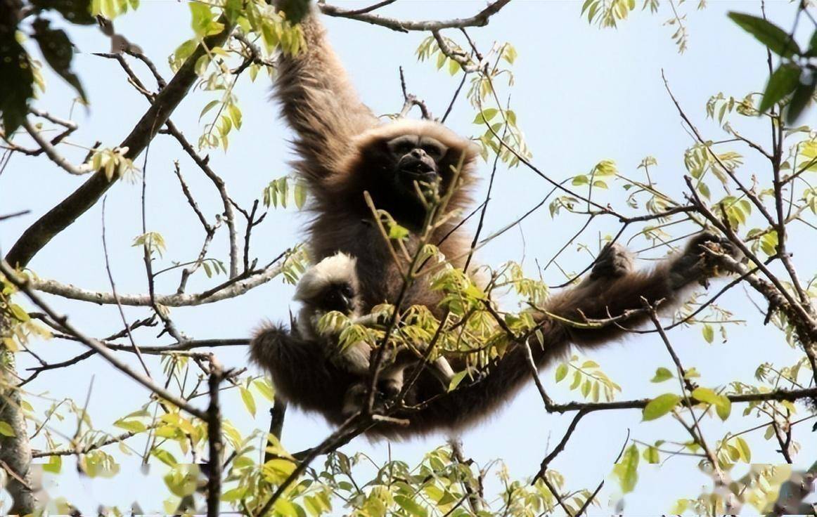云南高黎贡山景色_中国_世界_植物