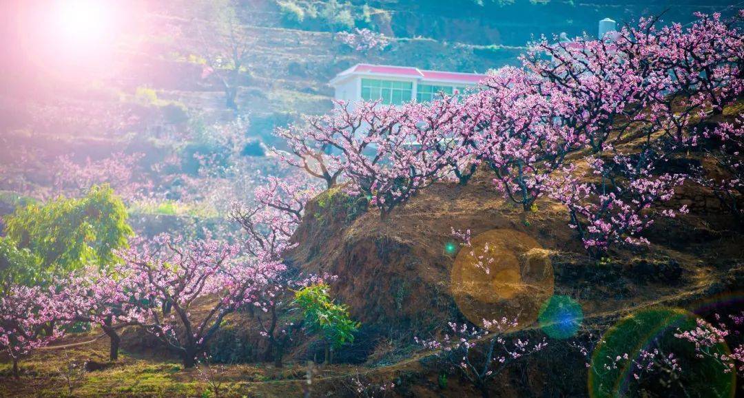 桃花_春风_街道