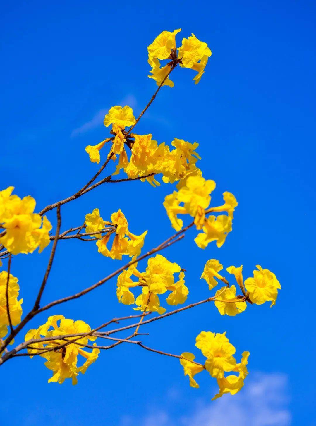 桃花_春风_街道